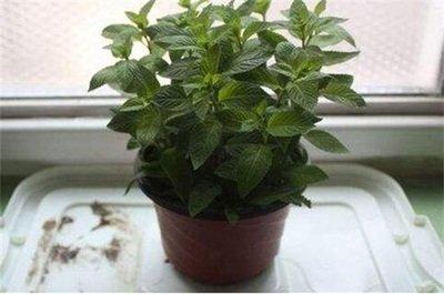 在家中种养薄荷需要注意哪些风水问题