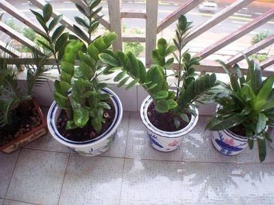 在居家风水中植物的摆放四大讲究不可错过