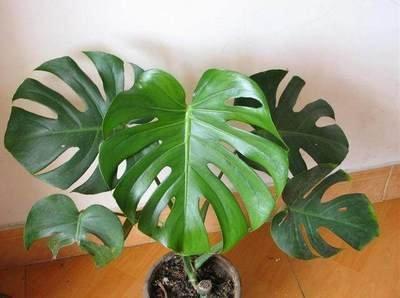 在居家风水中植物的摆放四大讲究不可错过