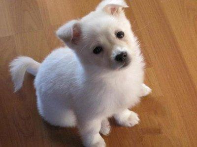 在明年属狗的年份里 哪些生肖的人运势不佳