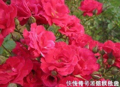 女狗和那些生肖最配 什么生肖更适合属狗女人