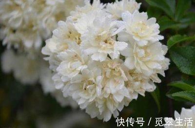 哪些生肖女天生贵妇命 生来运气就很好