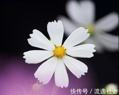 哪些生肖女是狐狸精 希望其中没有你