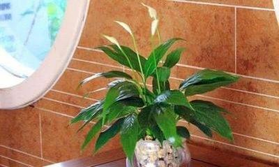 在阳台上适合种养什么类型的风水植物