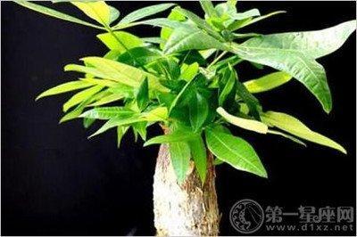 在阳台种植招财树对住宅财运有帮助吗