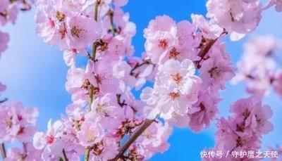 哪些生肖属相在2025年中有着桃花星入命