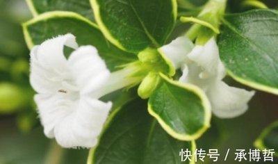 在蛇年出生的人一生命运如何 属蛇人的命运好吗