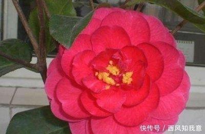 哪些生肖年运稳定，一生衣食无忧，正财收入出色