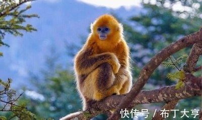 哪些生肖愿为朋友两肋插刀乐于助人