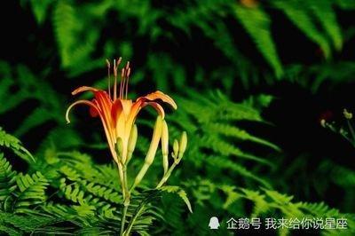 哪些生肖最喜欢说别人的闲话八卦之人