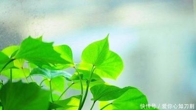 哪些生肖能钓到有钱富二代 嫁给富二代的生肖女