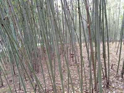 坟上长竹子好不好 坟上长竹子怎么处理