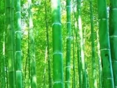坟上长竹子好不好 坟上长竹子怎么处理