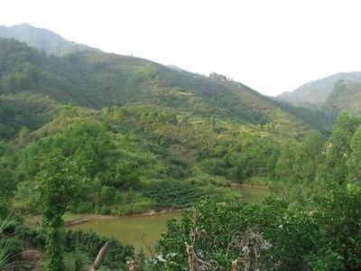 坟地附近是否可以种树注意树的种类