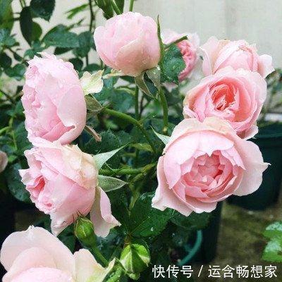 女人爰吃醋打生肖 什么生肖女喜欢吃醋