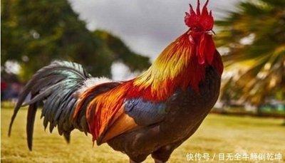 女鸡配什么生肖最好 最适合属鸡女的生肖男有哪些