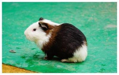 女鼠男鸡能过一辈子吗 男鸡与什么属相相配