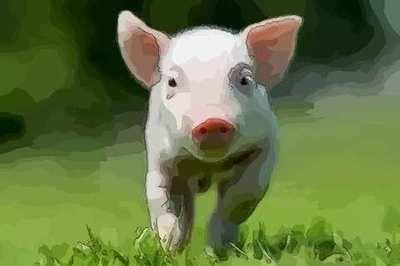 哪几个月出生的属猪男命最好受老天眷顾 哪几个月出生的属猪男命最好受老天眷顾