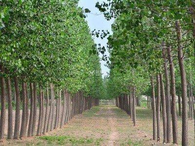 墓地栽什么树好，墓地旁种植树木有讲究