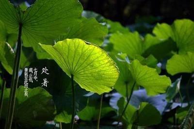 处暑是什么时候处暑是什么意思处暑如何养生
