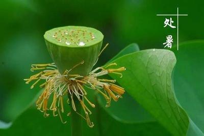处暑是什么时候处暑是什么意思处暑如何养生