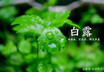 处暑节气的含义是什么(白露节气的含义是什么)