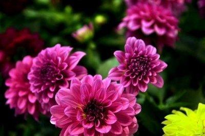 大丽花的花语是什么 大丽花的寓意