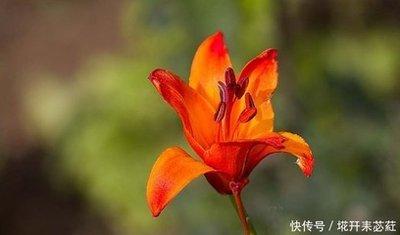 喜欢拈花惹草的生肖 感情中花心的生肖