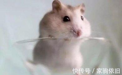 喜欢炫耀的生肖 小事都喜欢到处炫耀