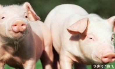 如何从属猪人出生月的命运看2025年运势