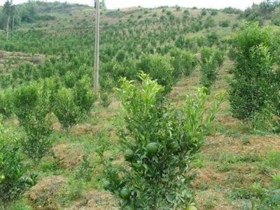 大门前方是否可以栽种树木注意风水影响