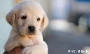 如何和属狗的人相处 做朋友合适吗 如何和属狗的人相处 做朋友合适吗