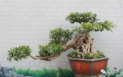 如何培养榕树盆景的气根掌握相关技巧