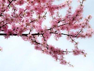 如何利用风水布局化解婚姻生活中的烂桃花