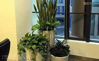 客厅中的小盆栽摆在什么位置中风水最好