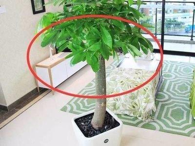 客厅中的小盆栽摆在什么位置中风水最好