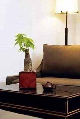家居植物摆放风水 植物摆放位置风水讲究