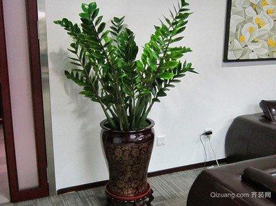 家居植物摆放风水，家居摆放什么植物好