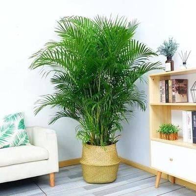 家居植物风水 哪些植物不适合在家里养 家居植物风水 哪些植物不适合在家里养
