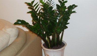 家居植物风水 哪些植物不适合在家里养 家居植物风水 哪些植物不适合在家里养
