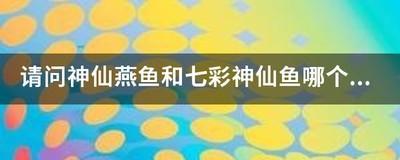 如何挑选七彩神仙鱼注意鱼的外形特征