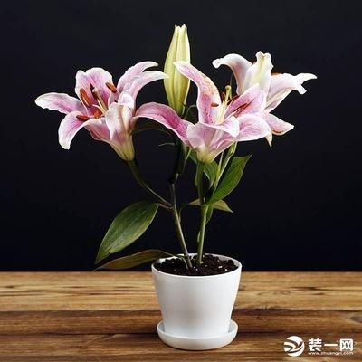 客厅养花风水的禁忌 客厅应该如何养花