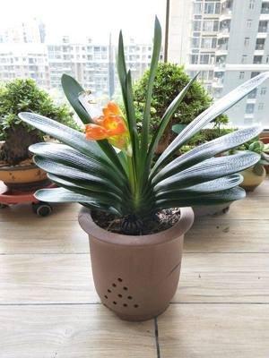 家居花卉风水摆放有哪些需要注意的