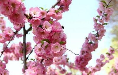 如何改善桃花 家居风水可以这样调整