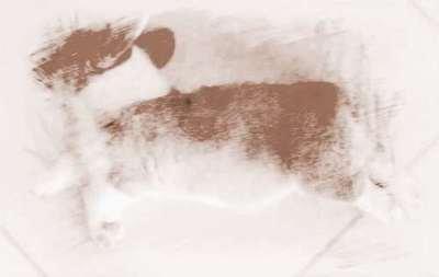 如何正确解读梦见被狗咬注意被咬的部位