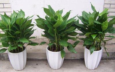 家居阳台最适宜种植啥生旺植物(图文) 家居阳台最适宜种植啥生旺植物(图文)