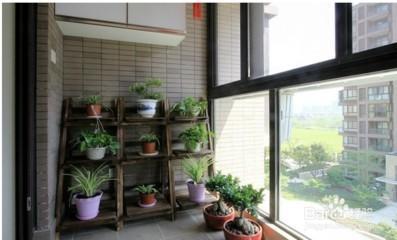 家居阳台最适宜种植啥生旺植物(图文) 家居阳台最适宜种植啥生旺植物(图文)