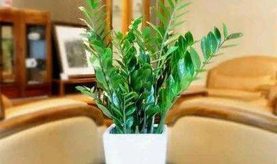 家居风水 植物与花卉的选择摆放须知