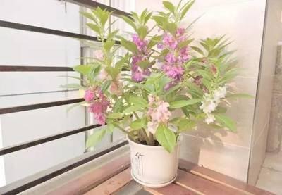 家居风水 植物与花卉的选择摆放须知