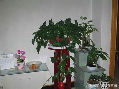 客厅摆什么植物风水好还招财 客厅哪些植物能招财